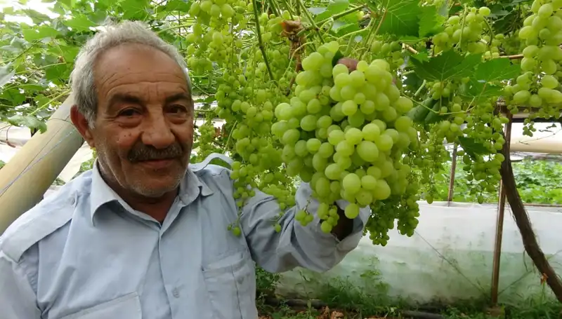 Zirai Don Olayı Meyve Fiyatlarını Yükseltti: İlk Ürünler 250 TL'den Satılıyor!