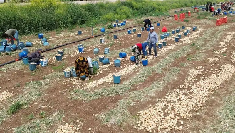 Soğan Hasadı Başladı: Fiyatlar Düşüş Göstermeye Başladı!