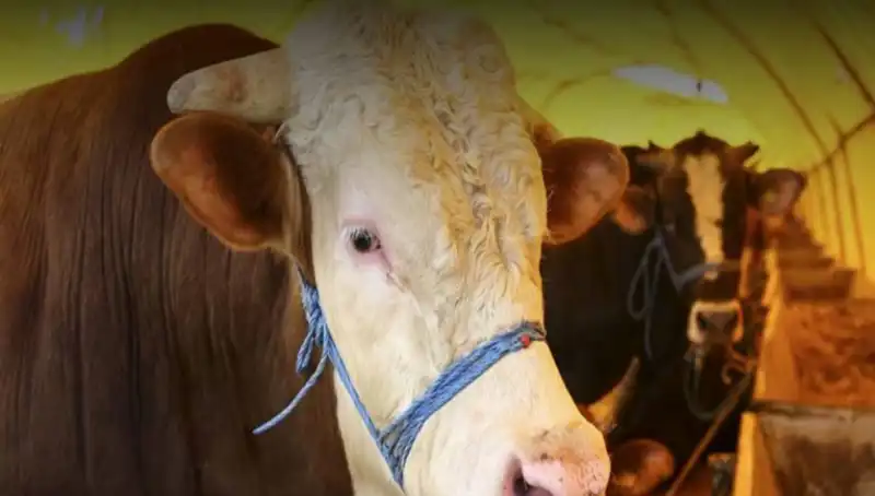 Akika Kurban Nedir? Gelenekleri ve Kesim Zamanları Hakkında Bilgi