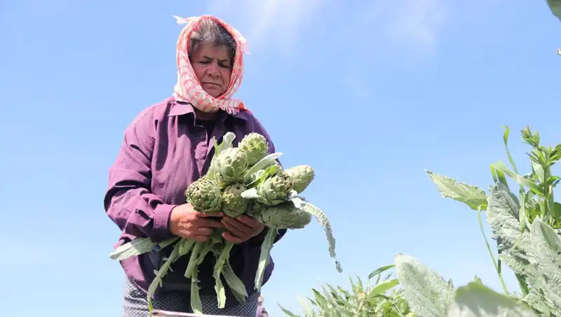 Tarladan Sofralara: Tezgahlardaki 50 TL'lik Sebze ve Meyve Krizi