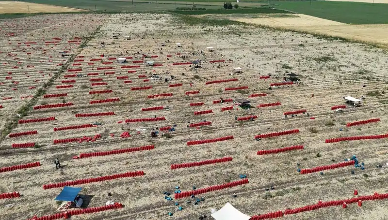 Yazın Kavurucu Sıcaklarında Tarlada Fiyatlar Düşmeye Devam Ediyor