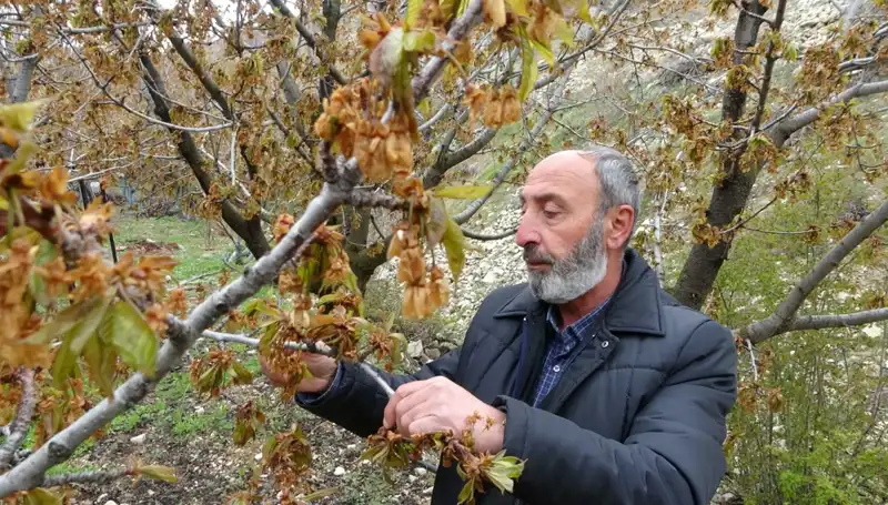 Zirai Don, Üreticilere Büyük Kayıplar Getirdi: Albastı Kirazı Etkilendi
