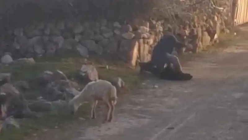 Koyuna Eziyet Eden Şüpheli Gözaltına Alındı: Toplumda Tepkiler Büyüyor