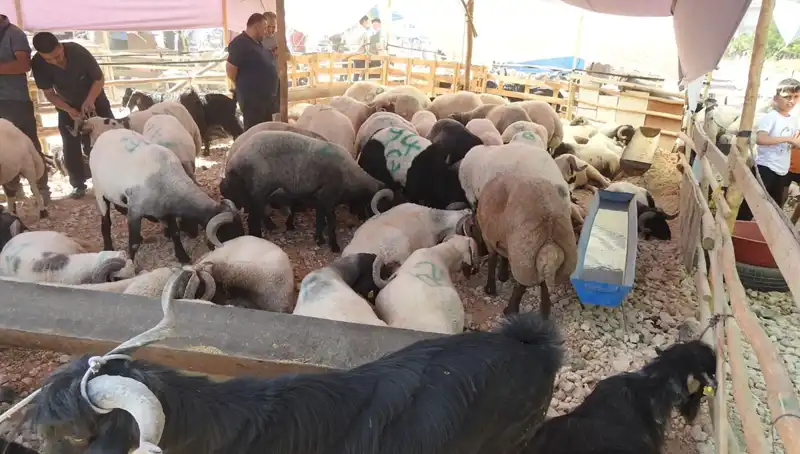 Kurban Bayramı'nda Hayvan Pazarları Tıklım Tıklım: Alışverişte Coşku Zirveye Ulaştı
