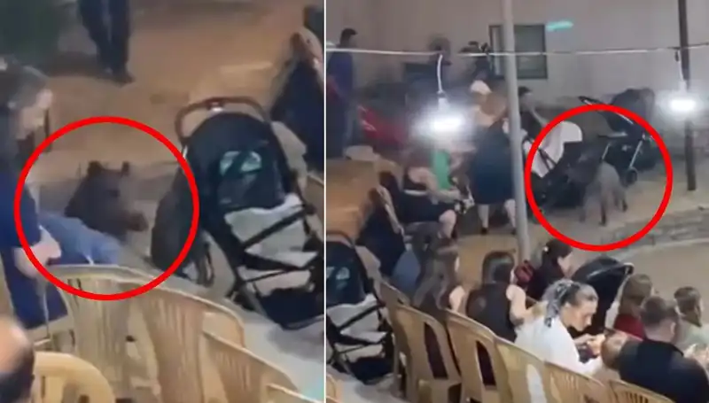 Düğün Töreninde Yaban Domuzu Şaşkınlık ve Panik Yarattı!