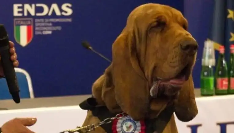 Arama Köpeğine Suikast: Çivili Sosisle Yapılan İnanılmaz Saldırı!