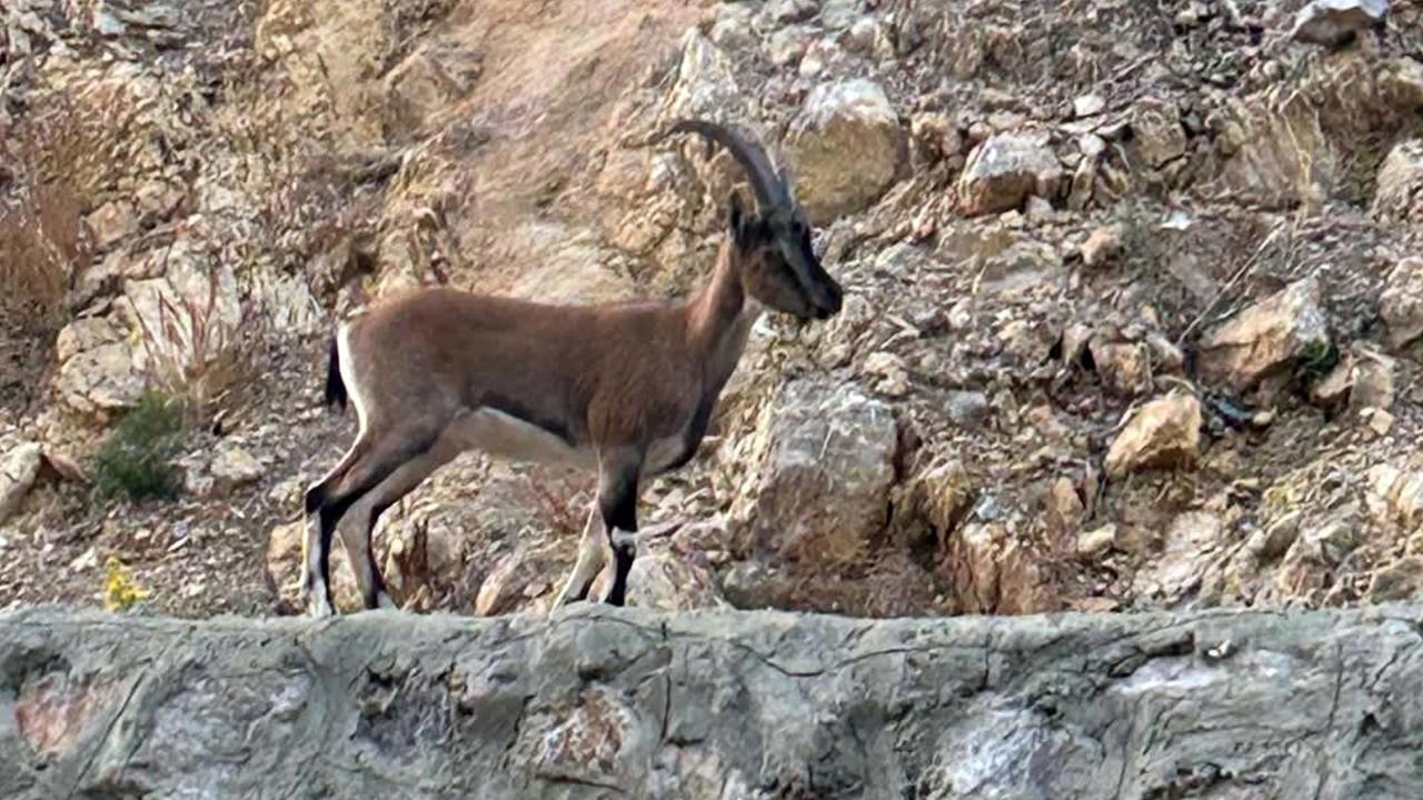 Yaban Keçisine Avlanan Kişiye 661 Bin Lira Ceza!