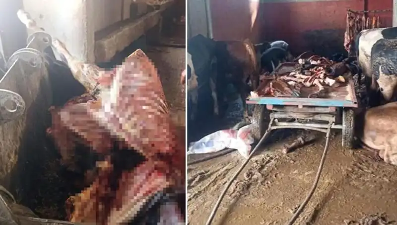 Adana'da Şok Edici Olay: 2,5 Ton At Eti Ele Geçirildi!