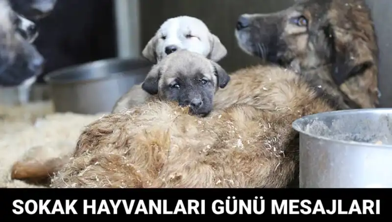 Sokak Hayvanları İçin Önemli Bir Gün: Dünya Sokak Hayvanları Günü