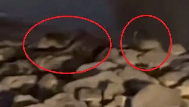 Diyarbakır’da Nesilleri Tükenmekte Olan Üç Hayvan Türü Görüntülendi!