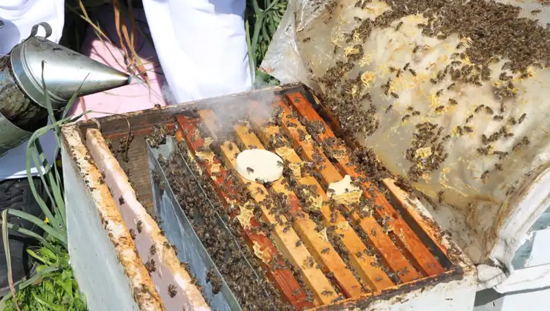 Genç Arıcı Yurt Dışından Siparişlerle Ata Mesleğini Yükseltiyor