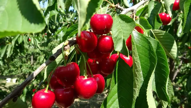 Çay Hasadı Başladı: Çay Bardağına Yetmeyecek Derecede Bereketli!