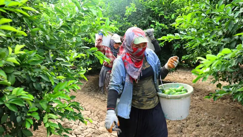 Marketlerde Fiyatlar Yükseldi: 150 Lira Sınırını Aşan Kilo, Yeni Hasat ile Düşecek Mi?