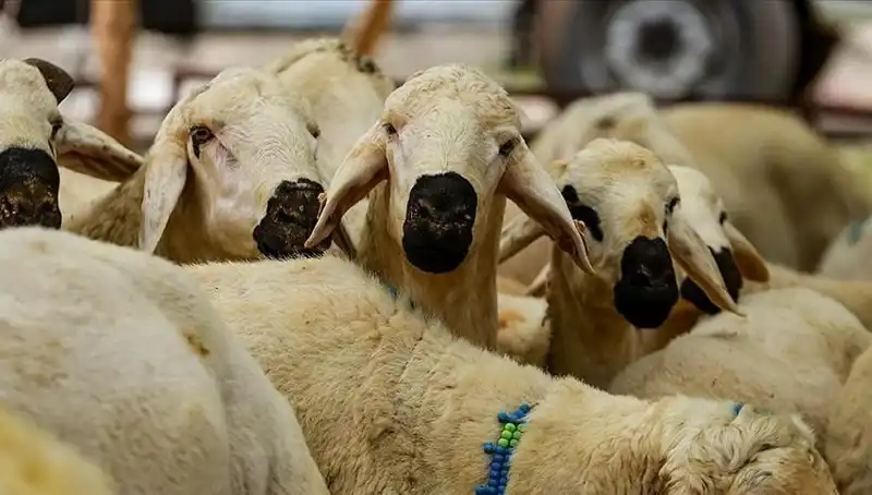 2025 Kurban Bayramı: Kurban Kesmek Farz mı? İşte 10 Soruda Bilmeniz Gerekenler