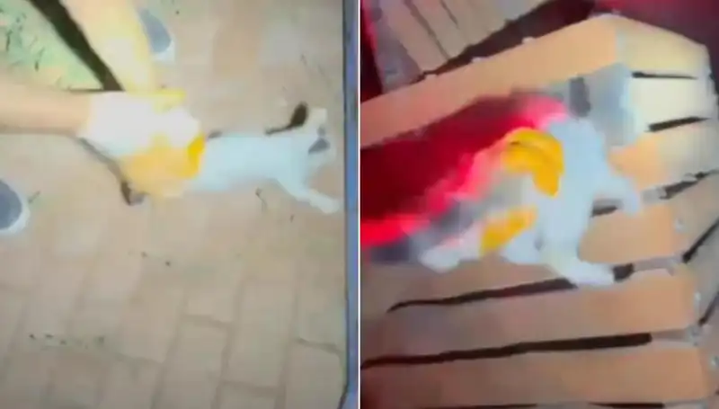 Gece Yarısı İtfaiye Ekipleri, Kedi İçin Hayat Kurtaran Operasyona Koştu!