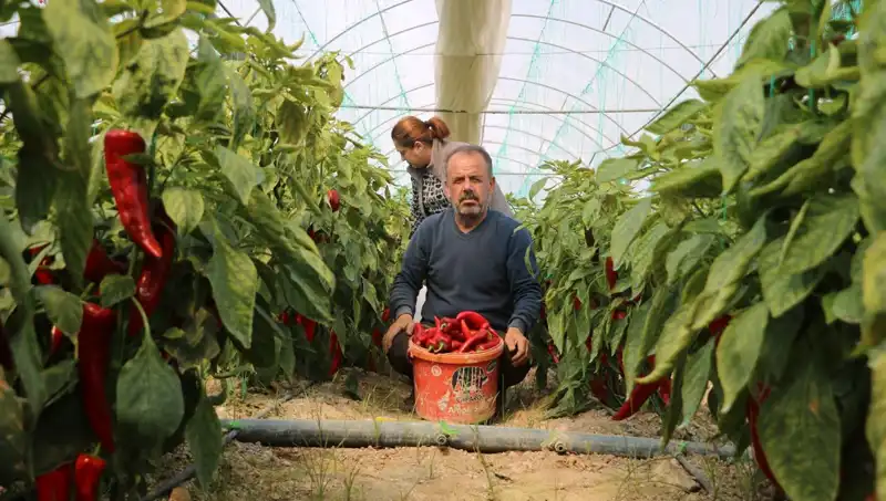 Ürün Fiyatlarındaki Şok Artış: Yüzde 50 Zammın Ardındaki Sebepler