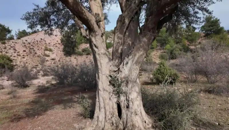 800 Yıldır Ayakta Olan Zeytin Ağacı, Kültür Mirası Olarak Korunuyor