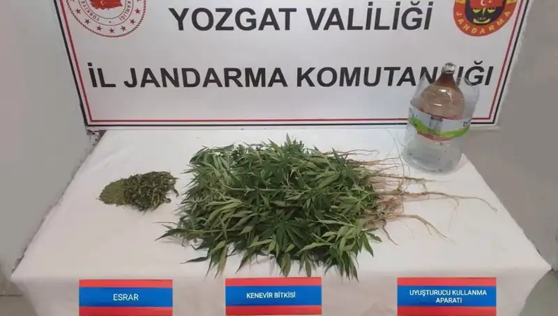 Yozgat'ta Ele Geçirilen 40 Kök Kenevir: Yasal Süreç Başladı