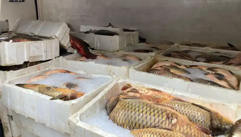 Kaçak Balık Avına Sıkı Denetim: Ceza Miktarları Şaşırtıyor