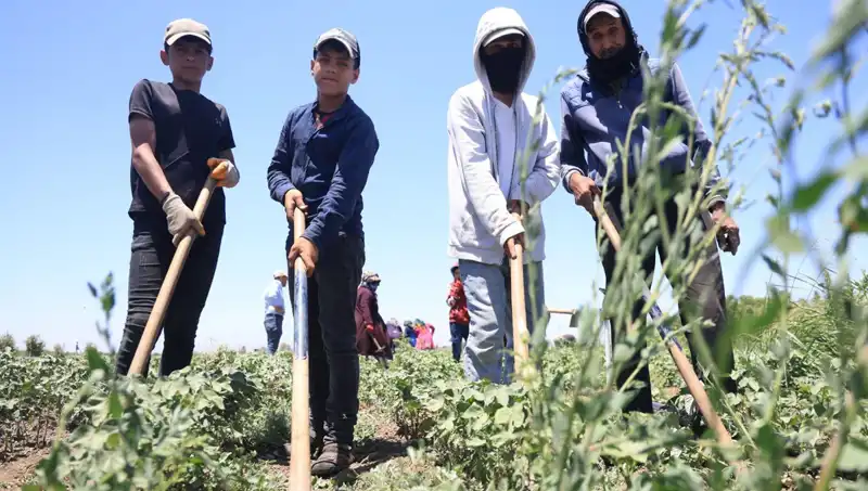 Yaz Aylarında İzin Yok: 650 TL Yevmiye ile Zorlu Mesai Koşulları