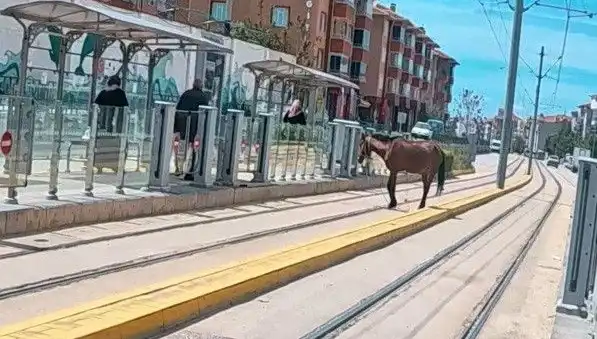 Eskişehir Tramvay Raylarında Görülen Başlıklı At, Şaşkınlık Yarattı