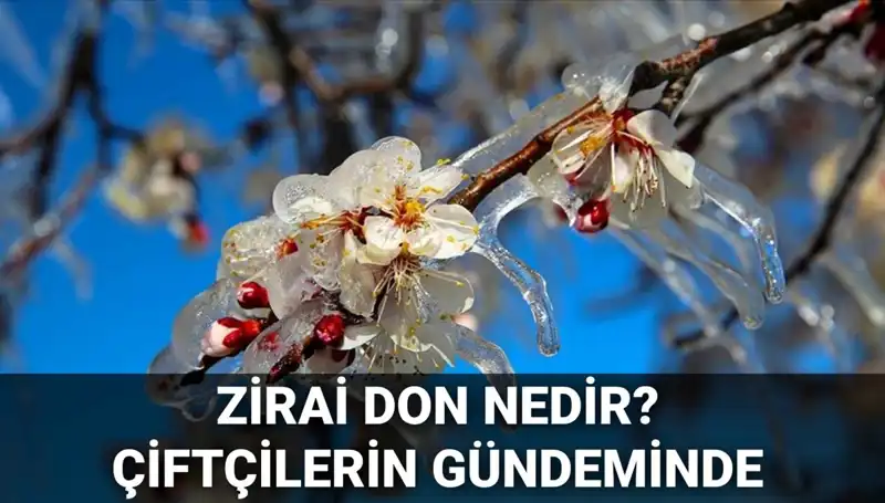 Tarımda Şok Etki: Zirai Don ve Çiftçilere Destek Paketi