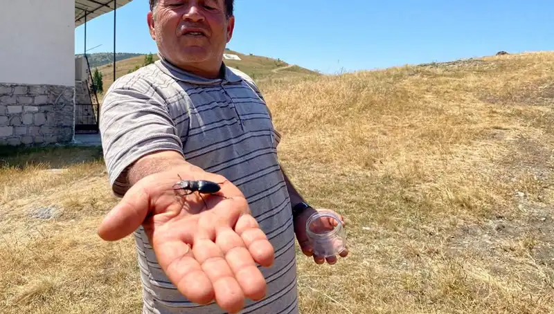 Sivas’ta Görülen Özel Böceğin Öldürülmesi, 557 Bin TL Ceza Getiriyor
