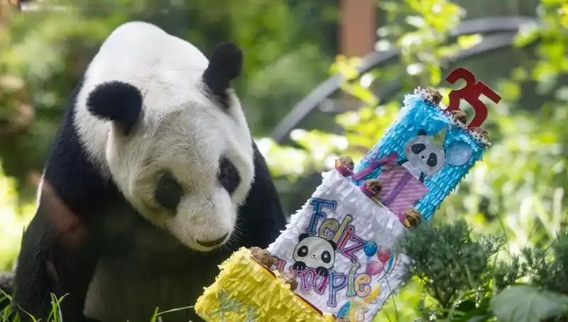 Dev Panda Xin Xin, 35'inci Yaş Gününü Kutluyor: Bir Efsanenin Hikayesi