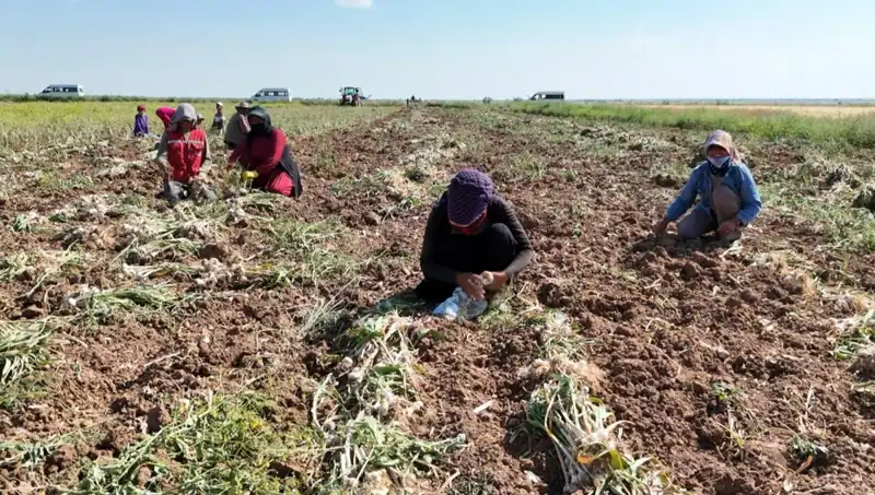 Antibiyotik Hasat Zamanı: Rusya, Almanya ve İspanya'nın Rekabeti