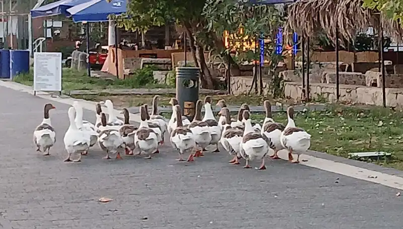 Denizde Yüzdüler, Kümeste Feci Son: Kazların Ölümü ve Gerçekler
