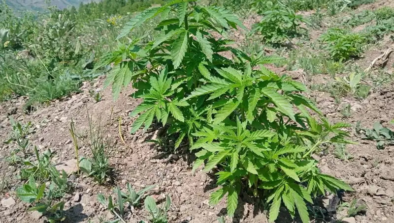 Bingöl'de Kaçak Kenevir ve Tütün Operasyonu: 3 Gözaltı!