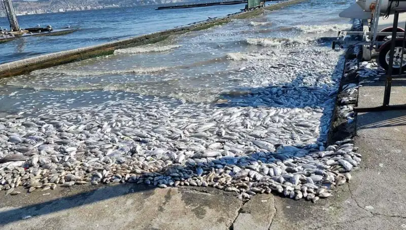 İzmir Körfezi’nde Temizlik Seferberliği Başlıyor: Çevre Üzerine Olumlu Etkiler Bekleniyor