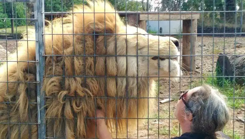 Avustralya'da Sıradışı Bir Olay: Aslan Kafesinden Kadının Kolunu Ağır Yaraladı
