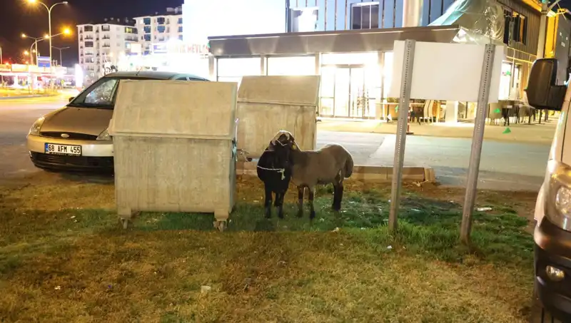 Mor Karaman Koyunları Yolda Bırakıldı: Hayvan Hakları İhlali Mi?