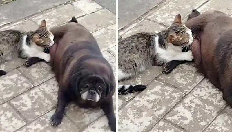 Erzurum'da Sokakta Görülen Duygusal An: Köpek Kediyi Emzirirken Kameralara Yansıdı