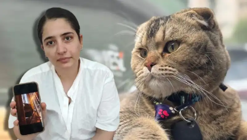 Evliliklerin Kaderi Kedilere Bağlı mı? Bir Çiftin Hikayesi