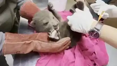 Karabük'te Yavru Bozayı Bulundu: Doğanın Korunması İçin Yeni Bir Umut