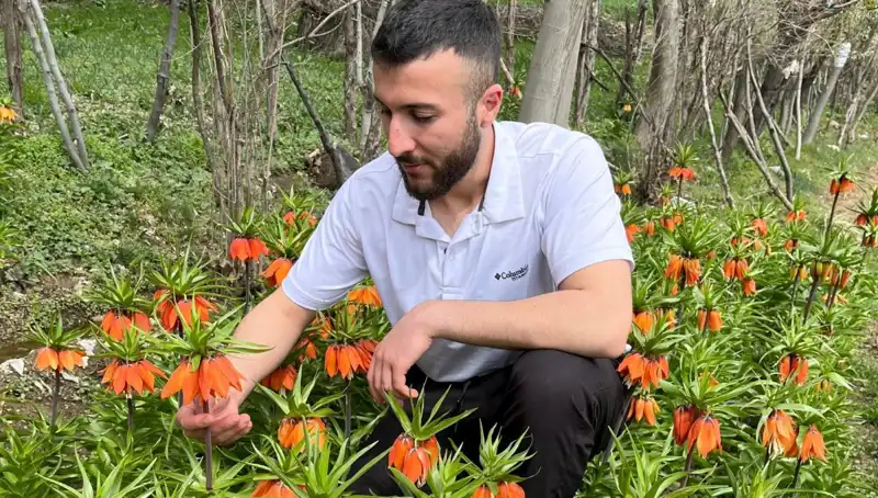Ağlayan Gelin: 20 Günlük Yaşam Süresi ve Cezası ile Dikkat Çekiyor