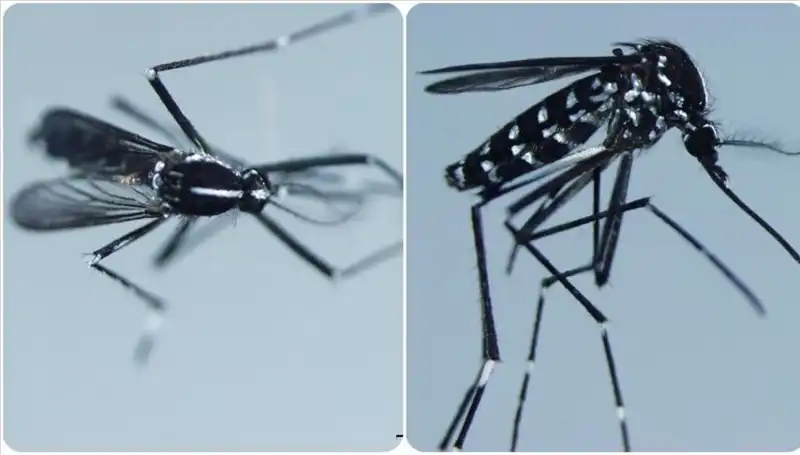 Chikungunya Virüsü Nedir? Görüldüğü Ülkeler ve Belirtileri