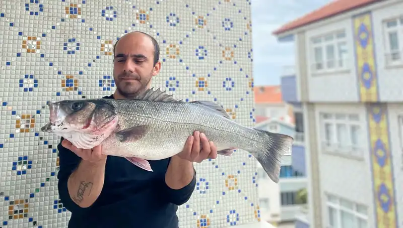 Denizlerin Canavarı: 7,5 Kiloluk Dev Levrek Keşfedildi!