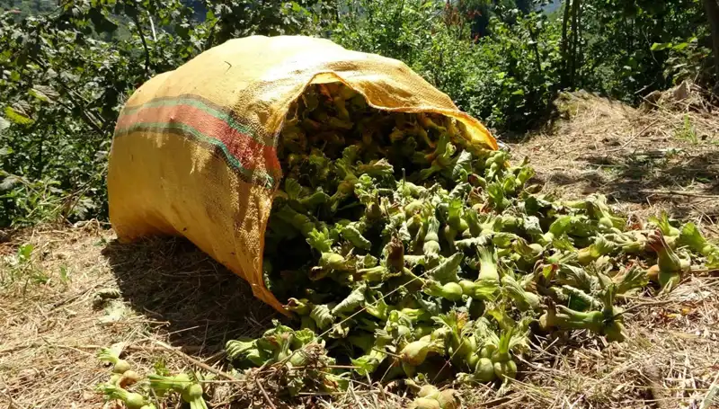 Giresun'da Fındık Hasadı Başladı: Üreticilerin Beklentileri ve Zorlukları Neler?