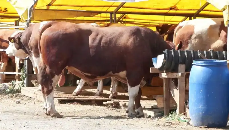 Kurban Pazarlarında Hareketlilik: Alıcı ve Satıcılar Koşturmaca İçinde