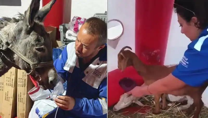 Yangından Etkilenen Eşeğe Oksijen Maskesiyle Hayata Dönme Umudu
