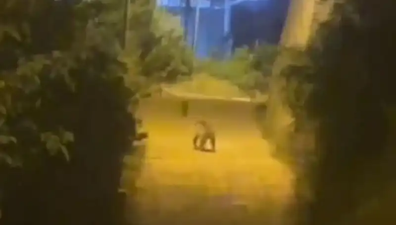 Gümüşhane'de Şehir Merkezine İnen Ayı Halkı Korkuttu!