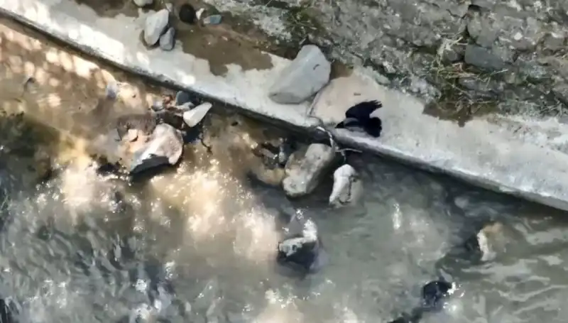 Karga ve Yılanın Sıradışı Mücadelesi: Doğada Hayatta Kalma Savaşları