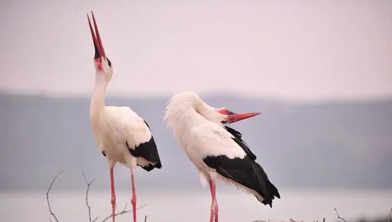Türkiye'de Marteniçka Coşkusu: Yaren'i Görmek İçin Akın Var!