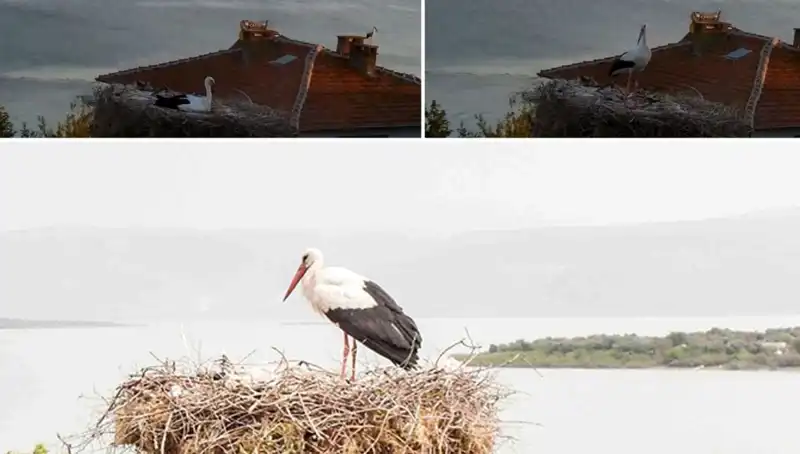 Yaren Leylek, Depremi Nasıl Önceden Hissetti? İşte İlginç Detaylar!