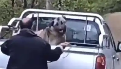 Trabzon'da Canavarlık: Halatla Köpeği Döven Adam Gözaltına Alındı