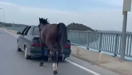 Adana'da Eziyet Gören Atla İlgili Şoke Eden Tutuklama
