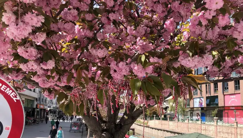 Süs Erik Ağacı, Geleneğe Uygun Olarak Martenitsa İle Donatıldı